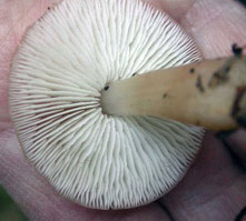 Collybia butyracea, view of the white gills with their adnexed attachment.